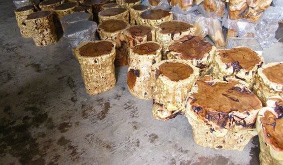 ��ľ����